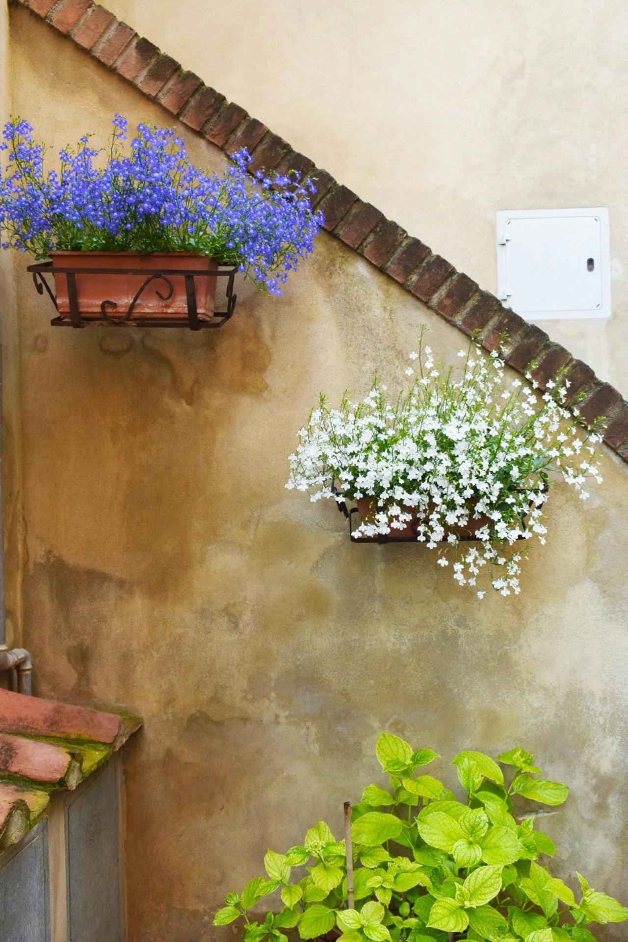 Terracottafarbene Wände und farbenfrohe Blumen - ein Gedicht!
