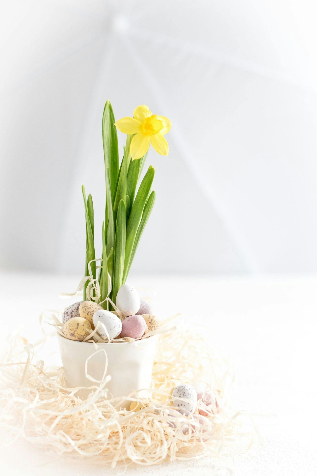 Narzissen sind nebst Osterglocken die Blumenklassiker zu Ostern